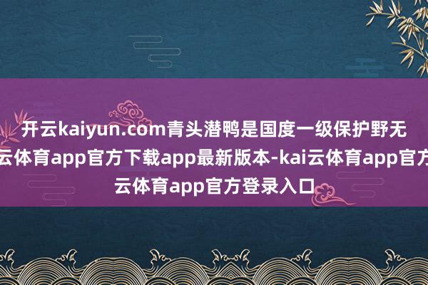 开云kaiyun.com　　青头潜鸭是国度一级保护野无邪物-kai云体育app官方下载app最新版本-kai云体育app官方登录入口
